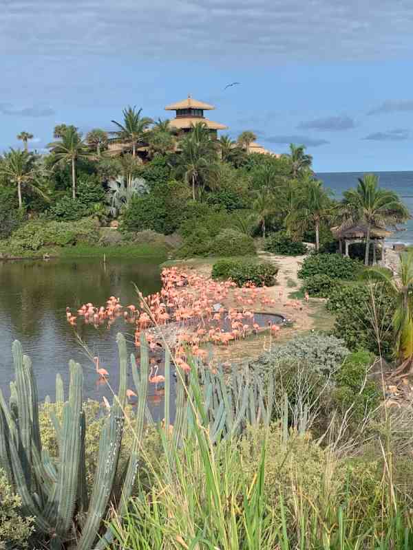Angesiedelte Flamingopopulation auf Necker Island.